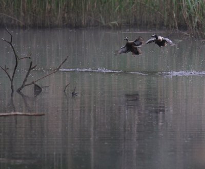 Blvingad rta [Blue-winged Teal] (IMG_7930)