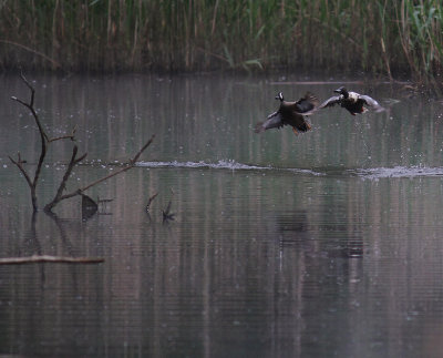 Blvingad rta [Blue-winged Teal] (IMG_7930)