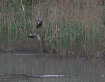 Blvingad rta [Blue-winged Teal] (IMG_7935)