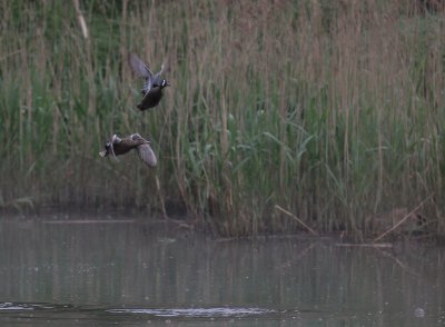 Blvingad rta [Blue-winged Teal] (IMG_7935)