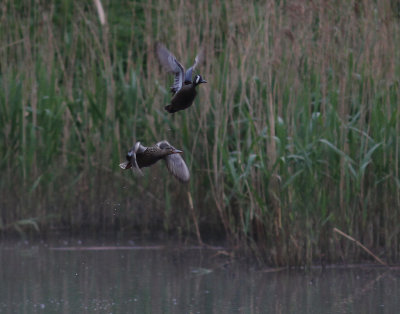 Blvingad rta [Blue-winged Teal] (IMG_7935)