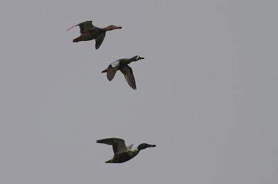 Blvingad rta [Blue-winged Teal] (IMG_7958)