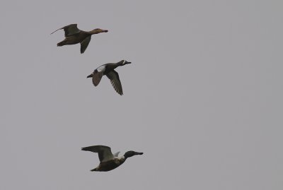 Blvingad rta [Blue-winged Teal] (IMG_7958)