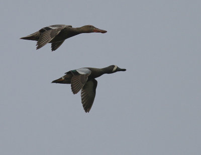 Blvingad rta [Blue-winged Teal] (IMG_7962)