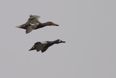 Blvingad rta [Blue-winged Teal] (IMG_7965)