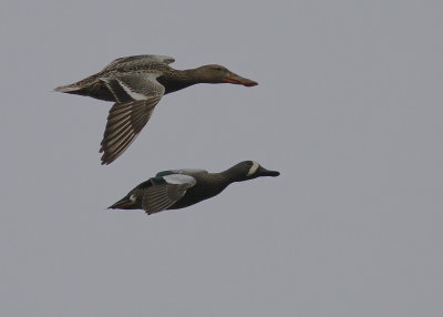 Blvingad rta [Blue-winged Teal] (IMG_7966)