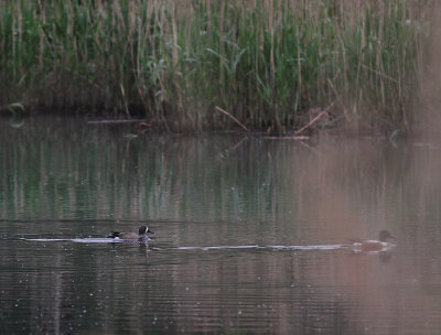 Blvingad rta [Blue-winged Teal] (IMG_7985)