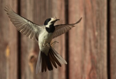 Sdesrla [White Wagtail] (IMG_9584)