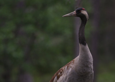 Trana [Common Crane] (IMG_0601)