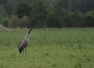 Trana [Common Crane] (IMG_9781)