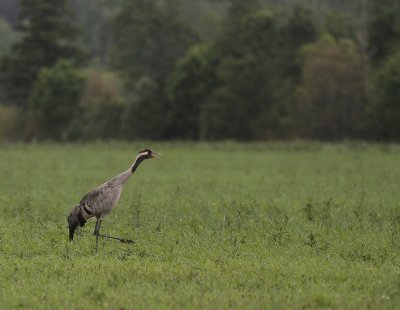 Trana [Common Crane] (IMG_9789)
