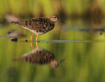 Brushane [Ruff] (IMG_1156)