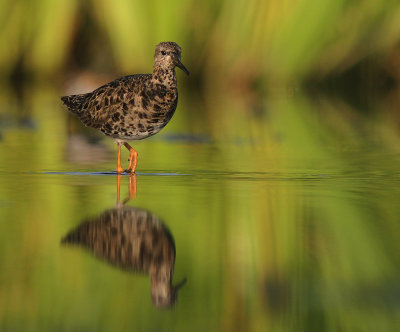 Brushane [Ruff] (IMG_1162)