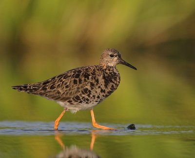 Brushane [Ruff] (IMG_1200)