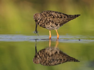 Brushane [Ruff] (IMG_1217)
