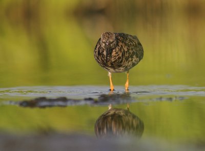 Brushane [Ruff] (IMG_1222)