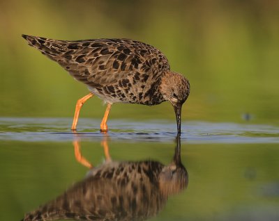 Brushane [Ruff] (IMG_1226)