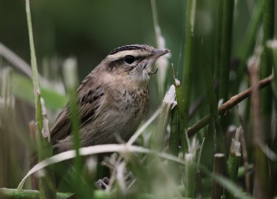 Svsngare [Sedge Warbler] (IMG_1232)