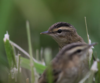 Svsngare [Sedge Warbler] (IMG_1236)