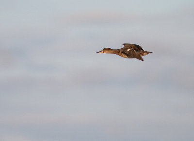 Kricka  [Common Teal] (IMG_1914)