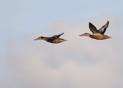 Skedand [Northern Shoveler] (IMG_1928)