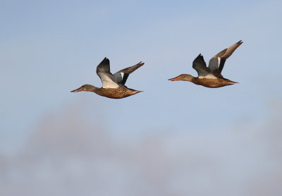 Skedand [Northern Shoveler] (IMG_1929)