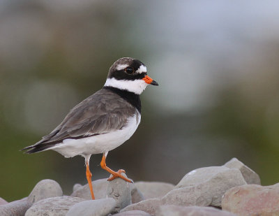 Strre strandpipare [Com. R. Plover] (IMG_2056)