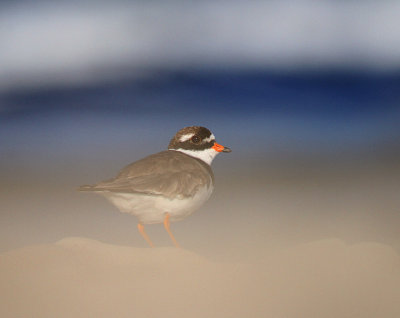 Strre strandpipare [Com. R. Plover] (IMG_2108)