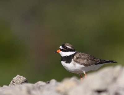 Strre strandpipare [Com. R. Plover] (IMG_2279)