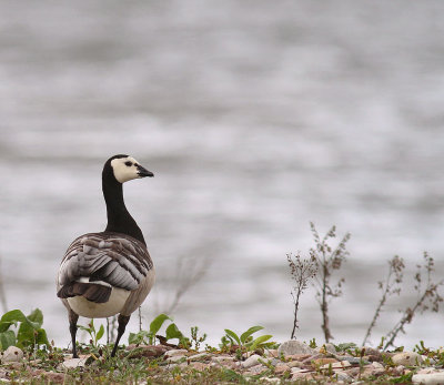 Vitkindad gs [Barnacle Goose] (IMG_2318)