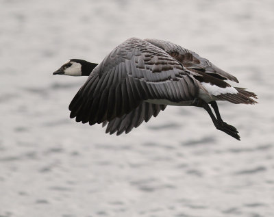 Vitkindad gs [Barnacle Goose] (IMG_2453)