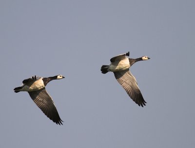 Vitkindad gs [Barnacle Goose] (IMG_3002)