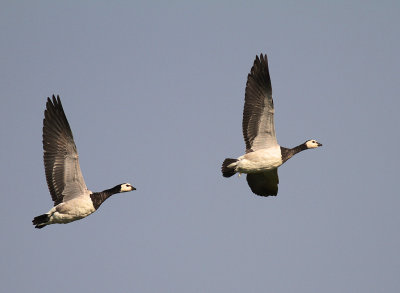 Vitkindad gs [Barnacle Goose] (IMG_3003)