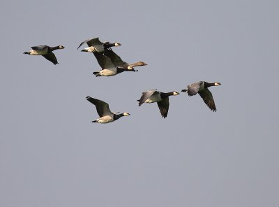 Vitkindad gs [Barnacle Goose] (IMG_3015)