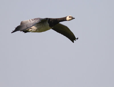 Vitkindad gs [Barnacle Goose] (IMG_3020)