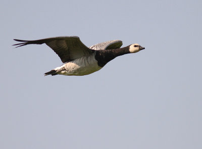 Vitkindad gs [Barnacle Goose] (IMG_3021)
