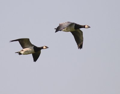 Vitkindad gs [Barnacle Goose] (IMG_3026)