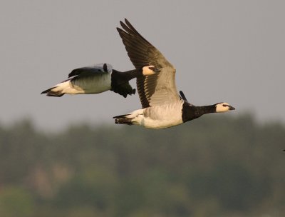 Vitkindad gs [Barnacle Goose] (IMG_3056)