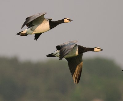 Vitkindad gs [Barnacle Goose] (IMG_3057)