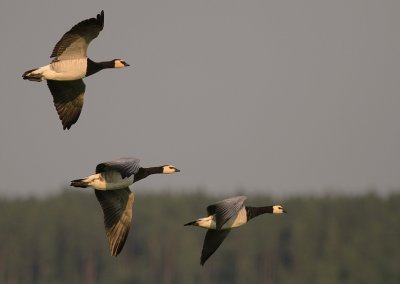 Vitkindad gs [Barnacle Goose] (IMG_3059)