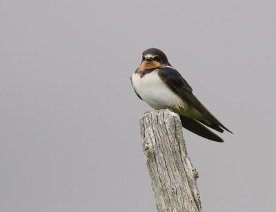 Ladusvala  [Barn Swallow] (IMG_2328)