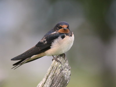 Ladusvala  [Barn Swallow] (IMG_2338)