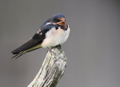 Ladusvala  [Barn Swallow] (IMG_2339)