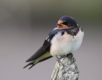 Ladusvala  [Barn Swallow] (IMG_2350)