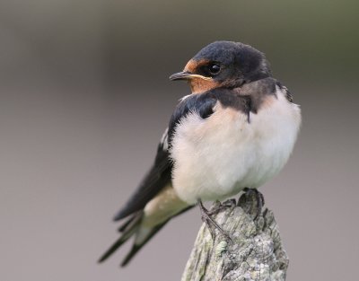 Ladusvala  [Barn Swallow] (IMG_2352)