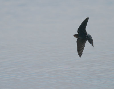 Ladusvala  [Barn Swallow] (IMG_2580)