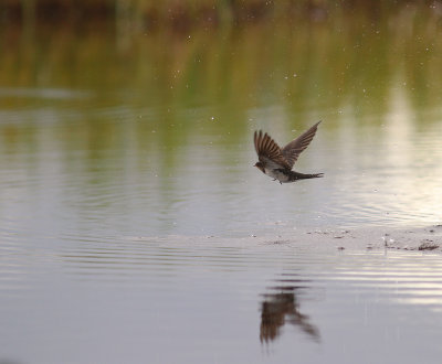 Ladusvala  [Barn Swallow] (IMG_2726)