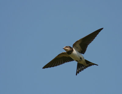 Ladusvala  [Barn Swallow] (IMG_2062)