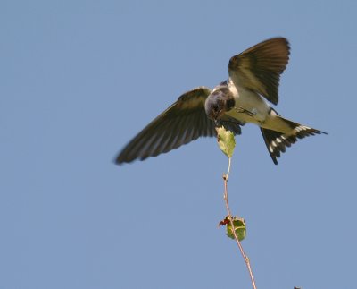 Ladusvala  [Barn Swallow] (IMG_2079)