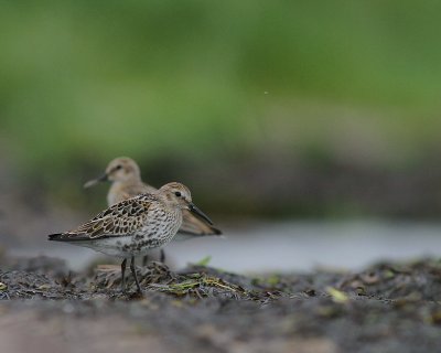 Krrsnppa  [Dunlin] (IMG_2421)